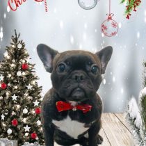 フレンチブルドッグ