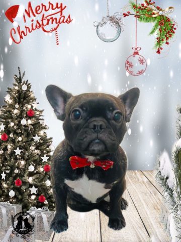 フレンチブルドッグ