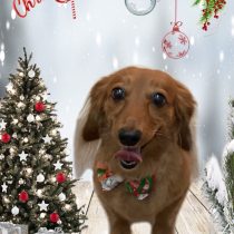 カニンヘンダックス