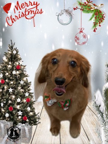 カニンヘンダックス