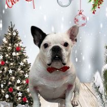 フレンチブルドッグ