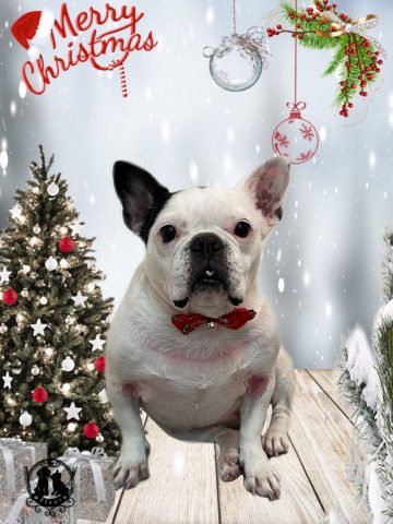 フレンチブルドッグ