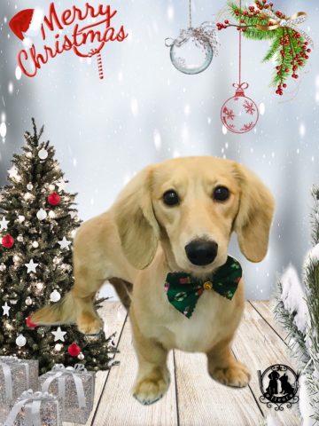 ミニチュアダックス