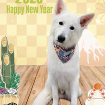 ホワイトスイスシェパード