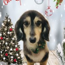 ミニチュアダックス