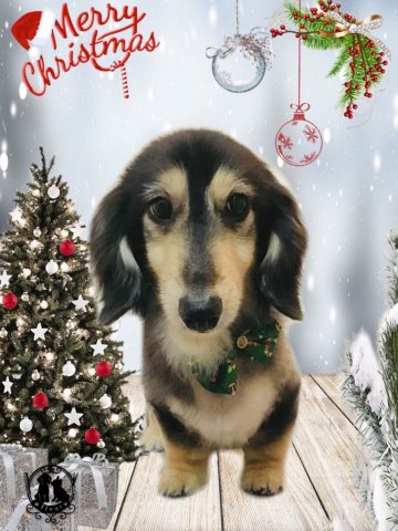 ミニチュアダックス