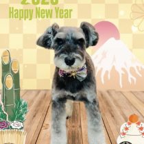 ミニチュアシュナウザー