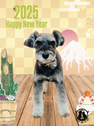 ミニチュアシュナウザー