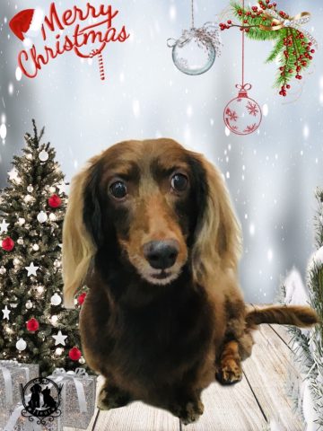 ミニチュアダックス