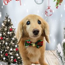 ミニチュアダックス