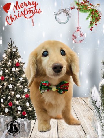 ミニチュアダックス