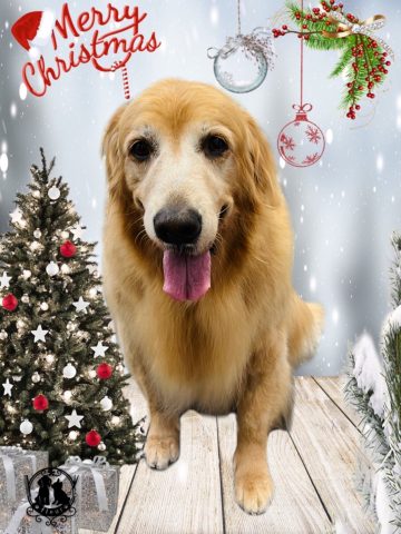 ゴールデンレトリバー