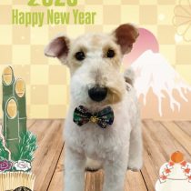 ワイヤーフォックステリア