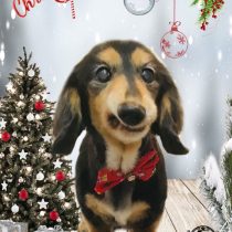 ミニチュアダックス