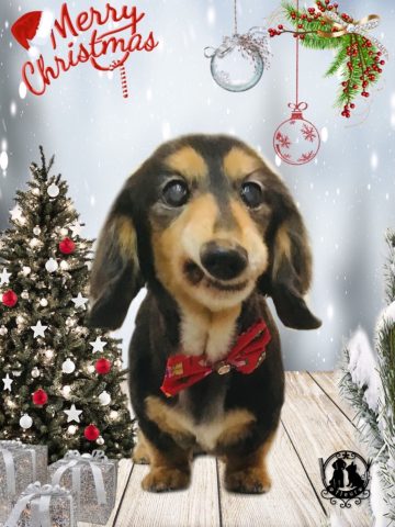 ミニチュアダックス