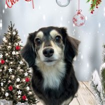 ミニチュアダックス