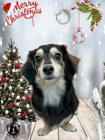 ミニチュアダックス