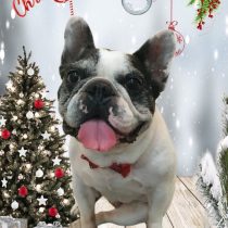 フレンチブルドッグ