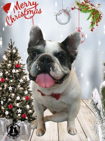 フレンチブルドッグ