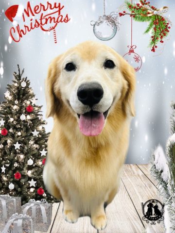 ゴールデンレトリバー