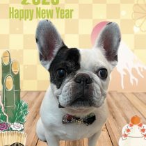 フレンチブルドッグ