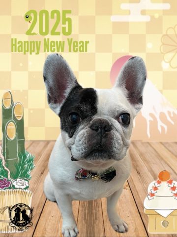 フレンチブルドッグ