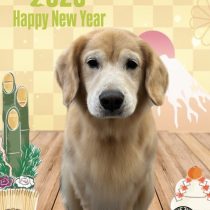 ゴールデンレトリバー