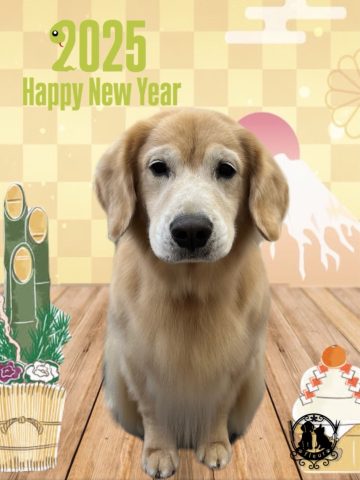 ゴールデンレトリバー