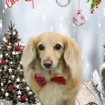 ミニチュアダックス