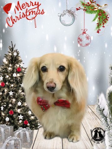 ミニチュアダックス