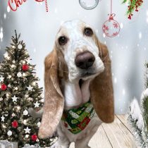 バセットハウンド