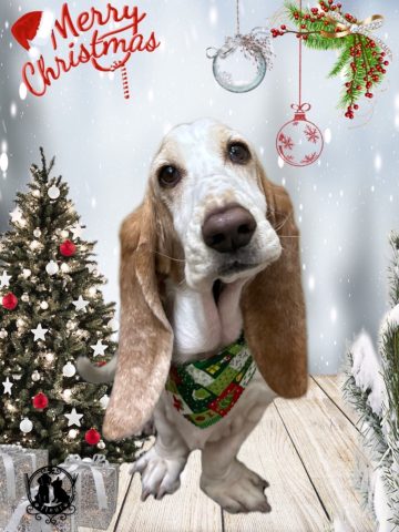 バセットハウンド