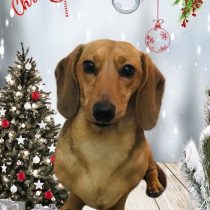 ミニチュアダックス