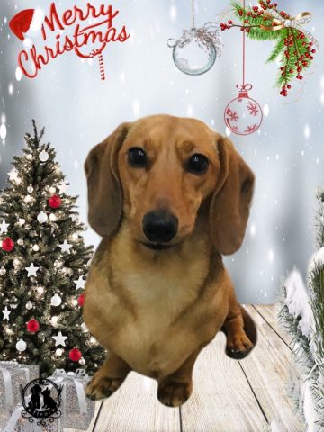 ミニチュアダックス