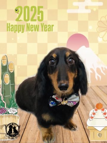 ミニチュアダックス