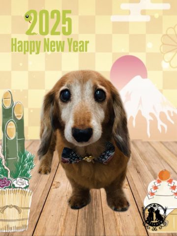 ミニチュアダックス