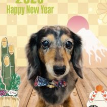 ミニチュアダックス