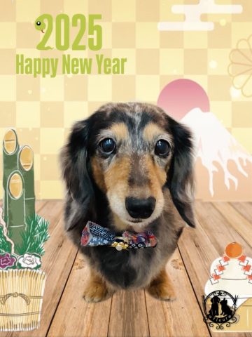 ミニチュアダックス