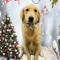 ゴールデンレトリバー