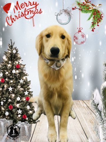 ゴールデンレトリバー