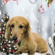 ミニチュアダックス