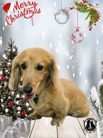 ミニチュアダックス