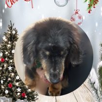 ミニチュアダックス