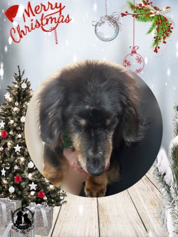 ミニチュアダックス