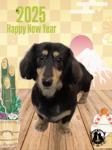 ミニチュアダックス