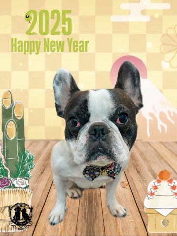 フレンチブルドッグ