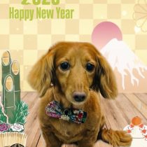 ミニチュアダックス