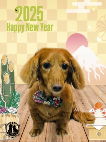 ミニチュアダックス