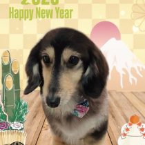 ミニチュアダックス