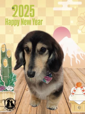 ミニチュアダックス